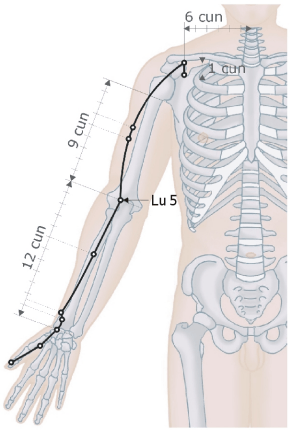 Lungenmeridian - Lu5